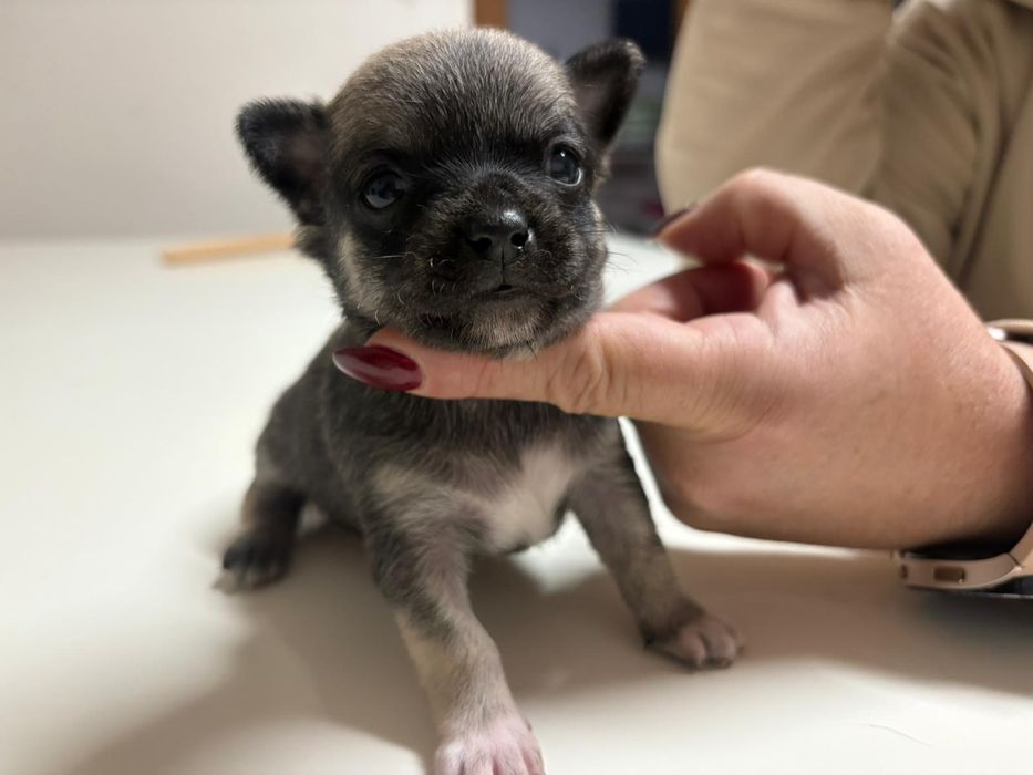 Chihuahua piekny piesek