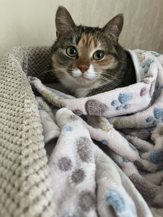 Віддам кицю в добрі руки