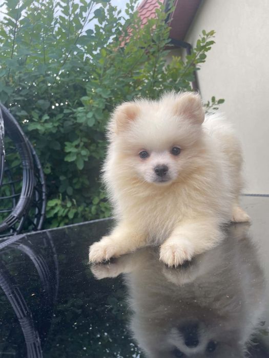 Szpic miniaturowy pomeranian piesek gotowy do odbioru