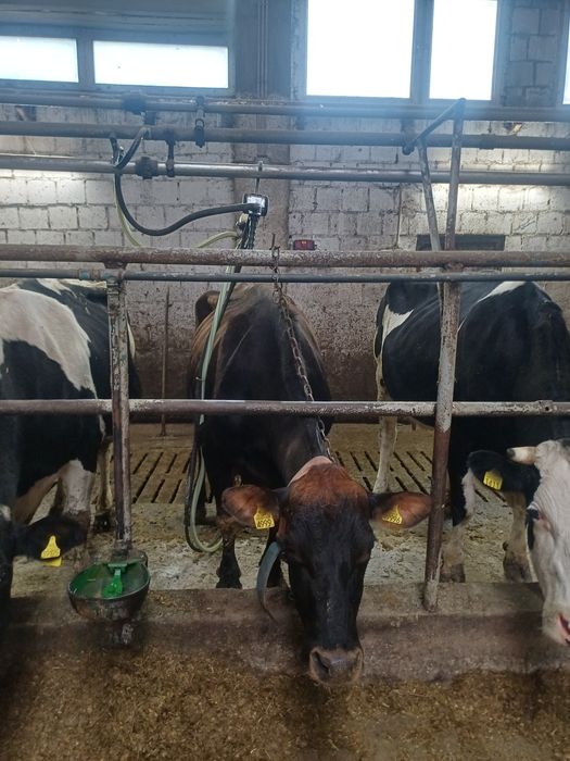 Krowa mleczna jersey