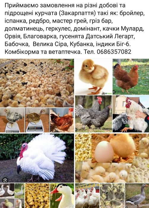 Бройлер добовий та інші курчата