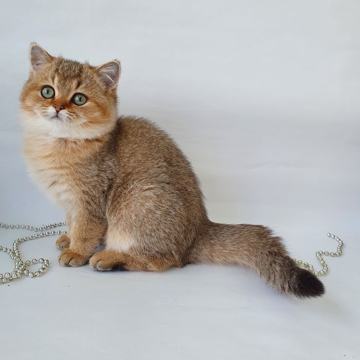 Забавный британский котик золотая шиншилла с зелеными глазками. Котята