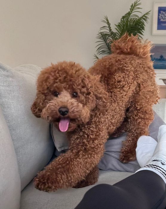 Poodle Toy Red Macho PARA CRUZAR