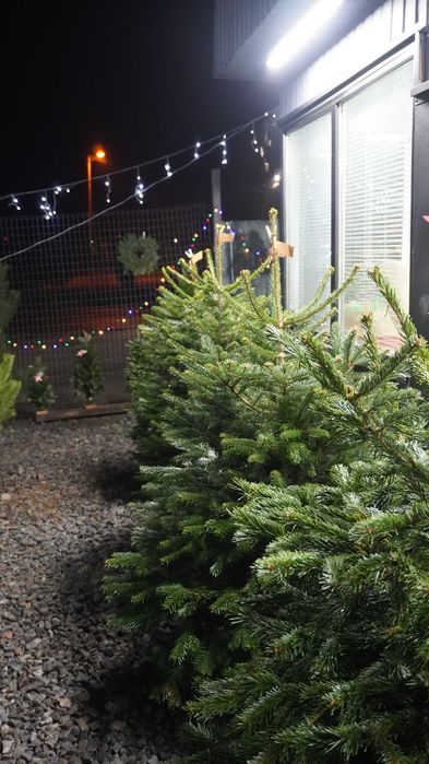 Продаж Ялиць Нордмана Данія жива від 1,5 метра до 2,20 метрів