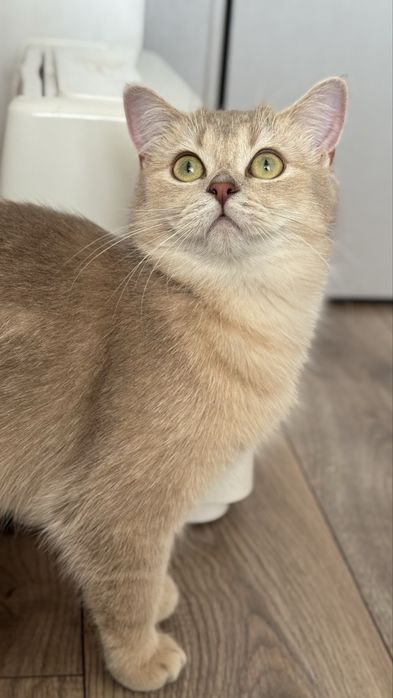 Шикарний крапний котик блакитна золота шиншила