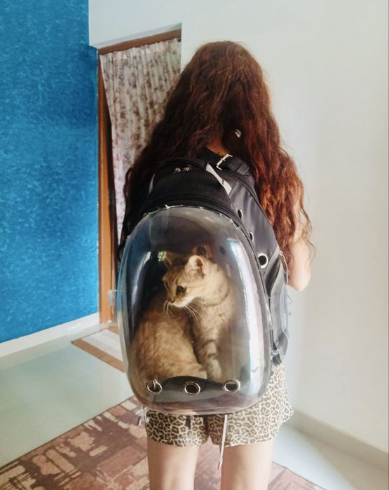 Pet-sitting de Gatos
