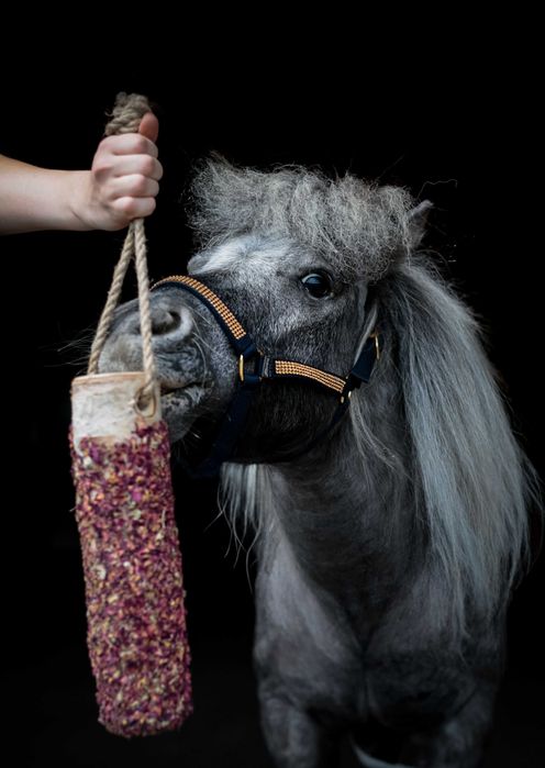 Mini Shetland Kuc - Wałach