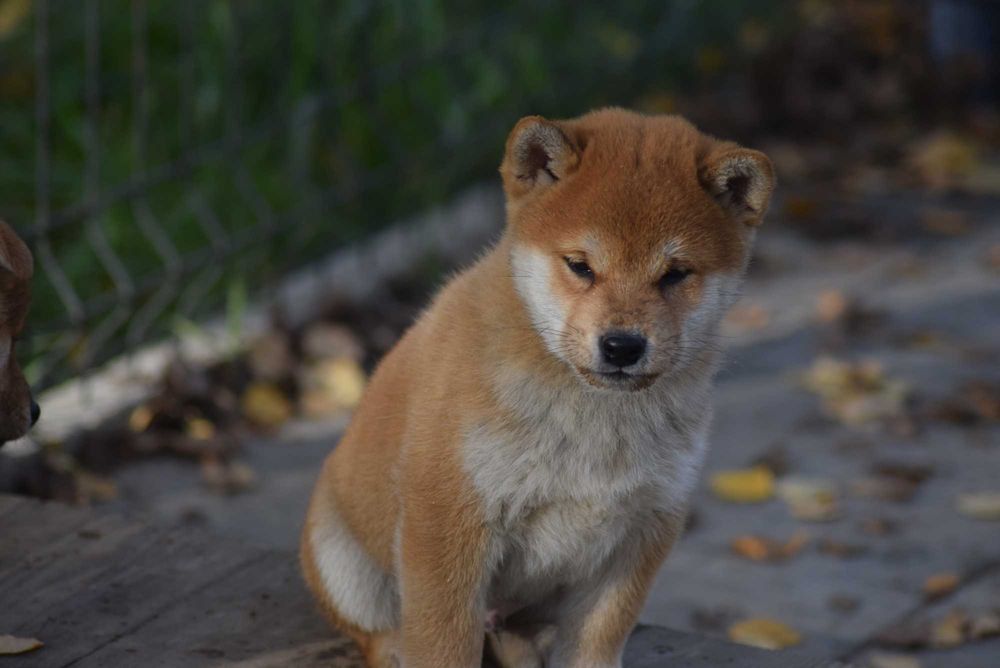 Super piesek shiba z doskonałym rodowodem ZKwP FCI
