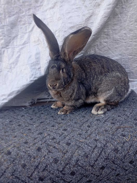 Sprzedam samicę olbrzyma belgijskiego szarego