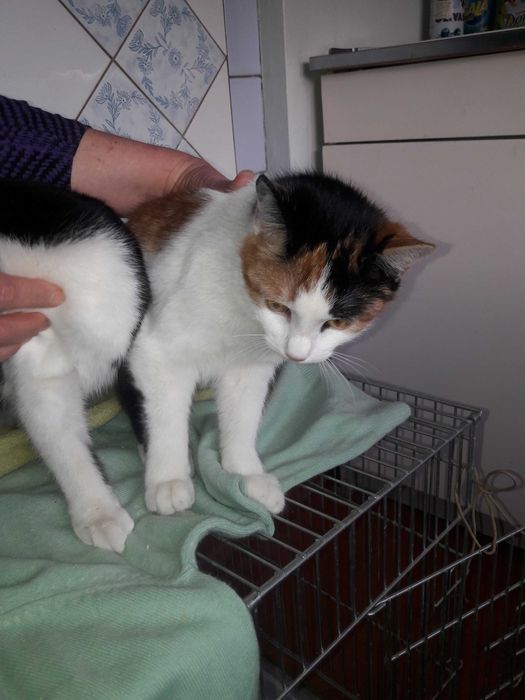 Кошечки ищут дом