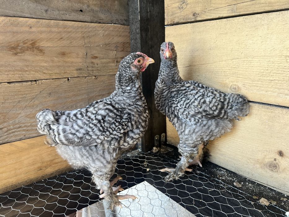 Casal galinhas Brahma Barrado