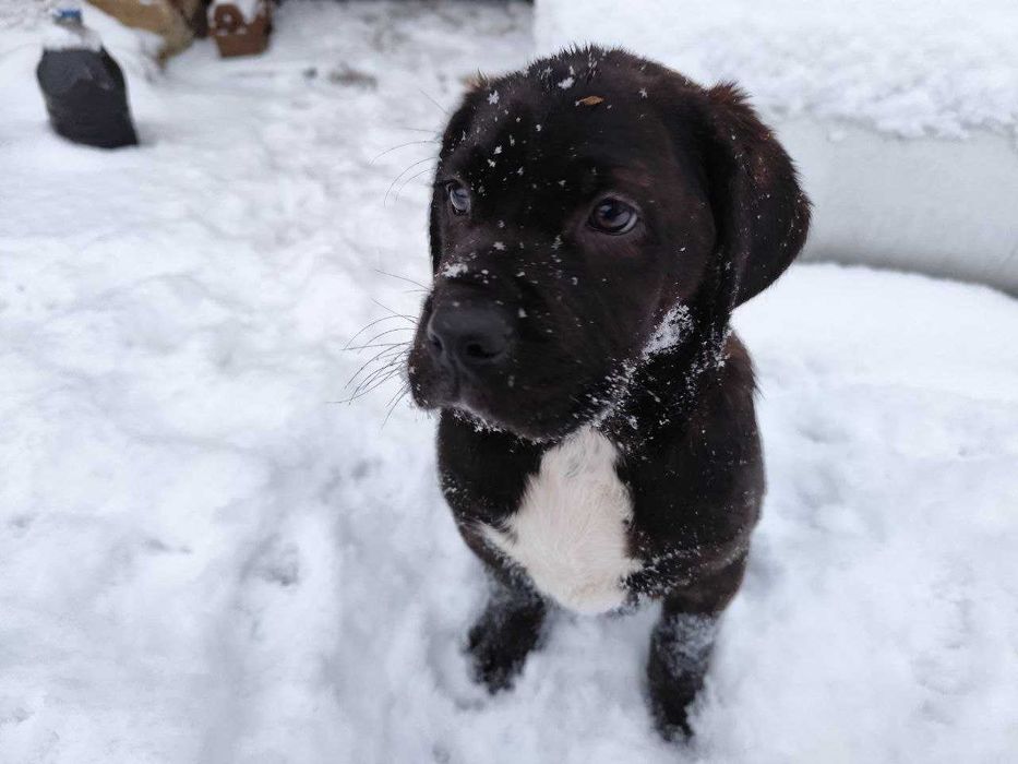 Продам цуценят кане корсо