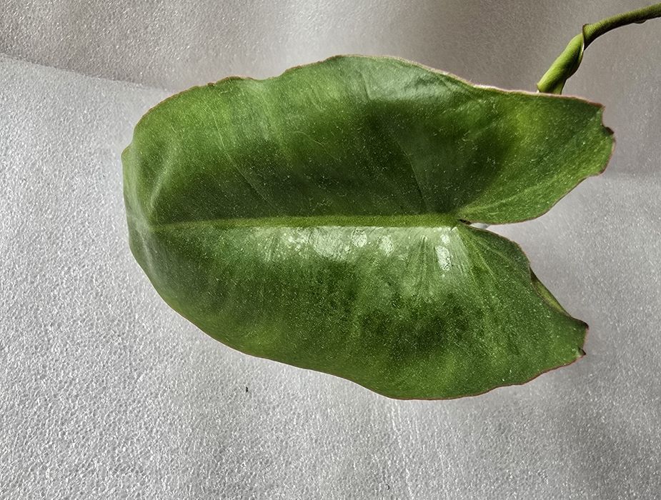 Philodendron paraiso verde filodendron