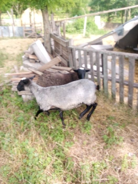 Продам овечок. Живою вагою