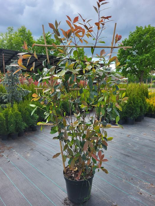 Wierzba pleciona, Polska palma, Salix,  Promocja