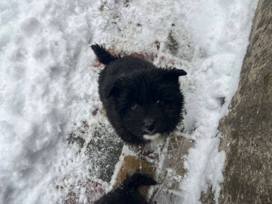 Цуценята хлопчики безкоштовно