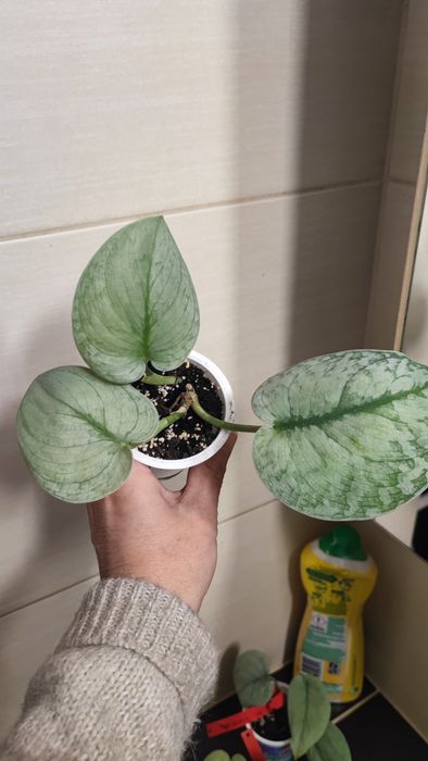 Scindapsus Silver cloud