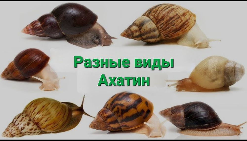 ЦЕНА СНИЖЕНА! Ахатины разные Акция