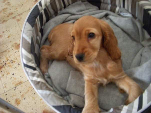 Цуценята Англійського кокер-спанієля – подарунок долі