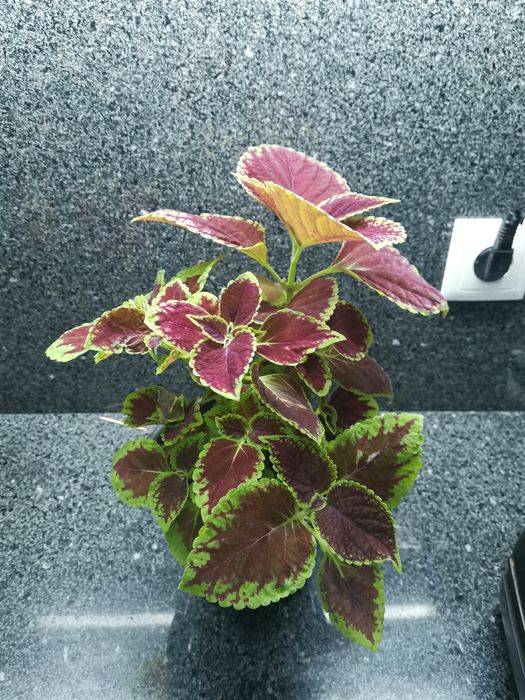 Planta viçosa cóleus - "Coração magoado"