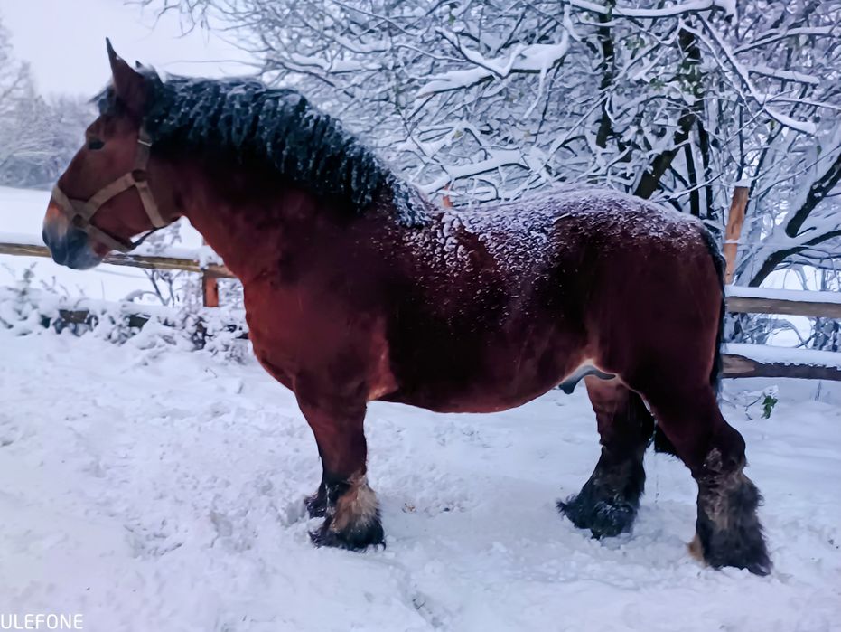 Stanówka  ogierem PKZ