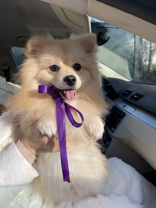 Померанські шпіци — Ці очі не забудеш ніколи