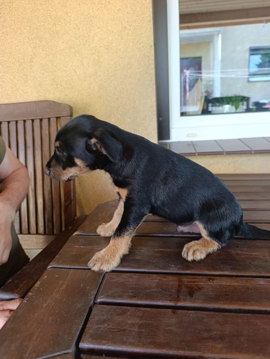 Szczeniaki jadgterrier ( niemiecki terrier myśliwski)