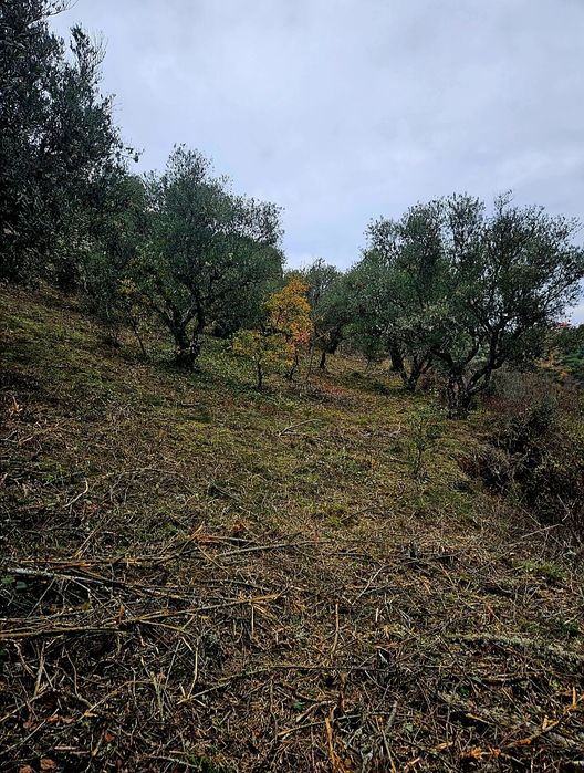 Terreno - Olival - Castelo Bragança