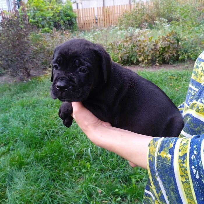 Кане Корсо цуценята