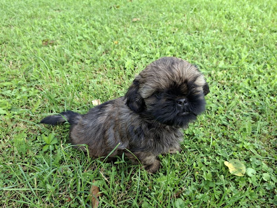 Shih-tzu piesek Ptyś