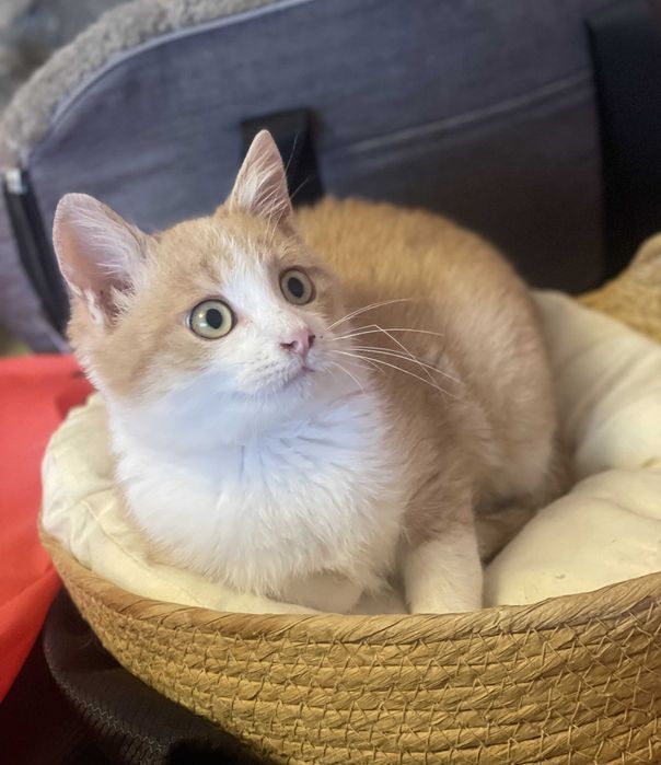 Риженький котик, 4 міс.