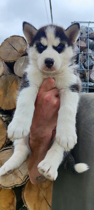 Шоколадного та черно білого кольору