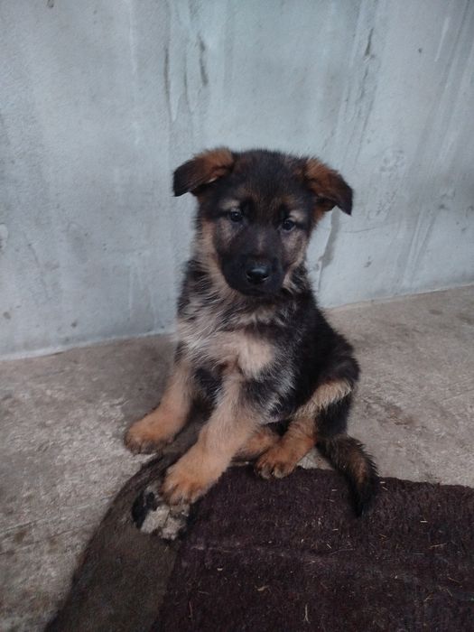 Продам цуценят німецької вівчарки