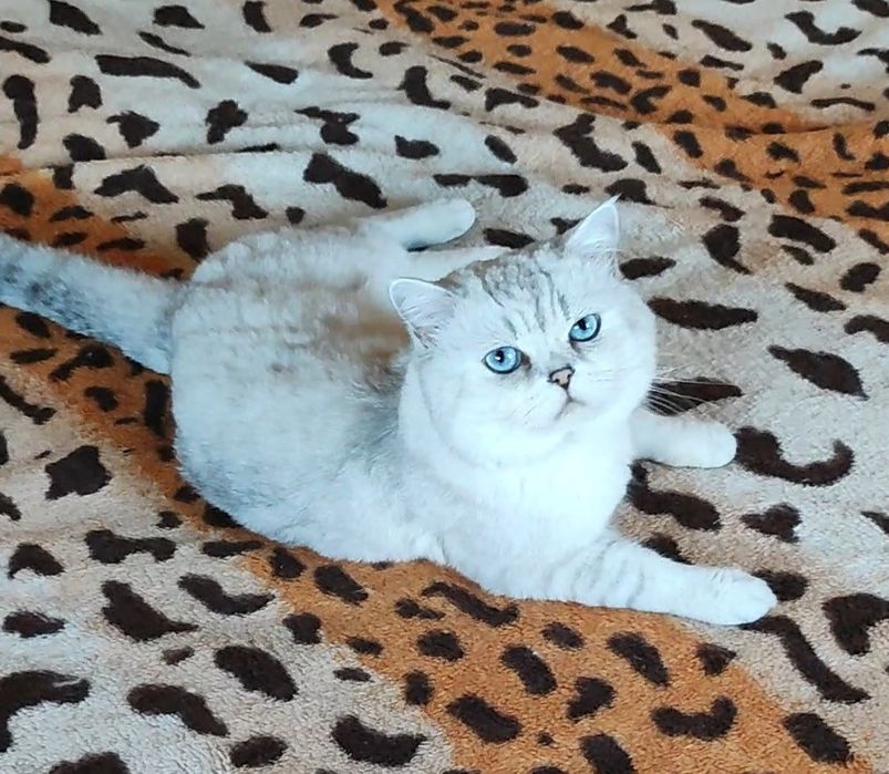 Клубный котик шиншилла поинт вязка