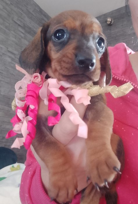 Jamnik standard suczka