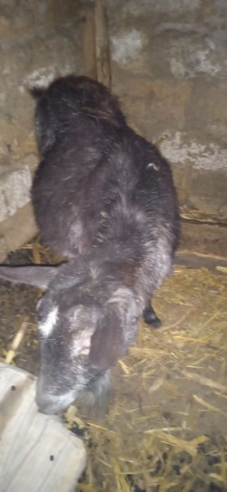 Продам коз гарні