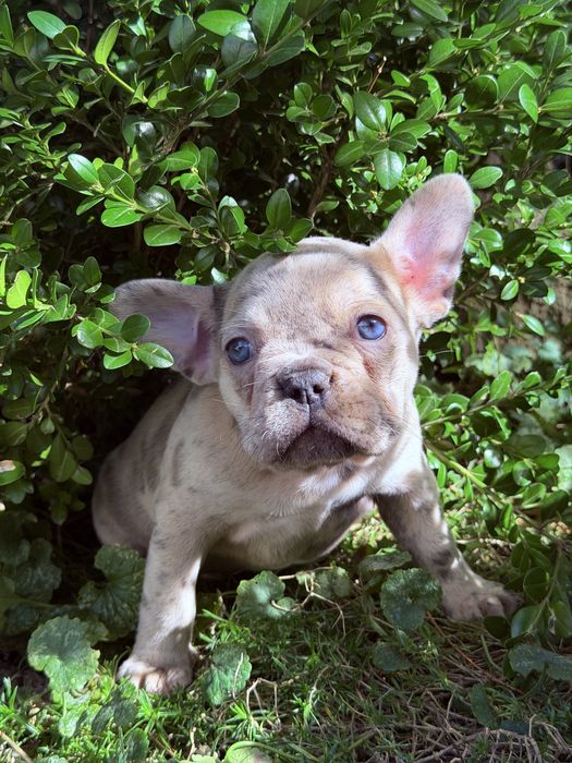 Buldog francuski Merle  DO ODBIORU suczka dziewczynka Nebula