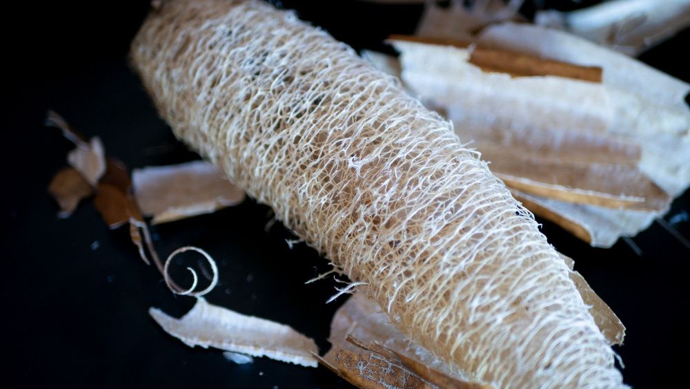 Sementes de Luffa (10 unidades)