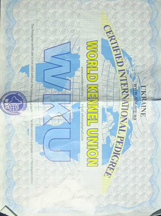 Цуценята східно європейської вівчарки.