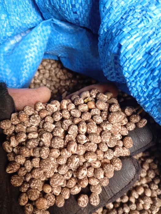 Łubin niebieski wąskolistny