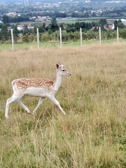 Daniele samce samice