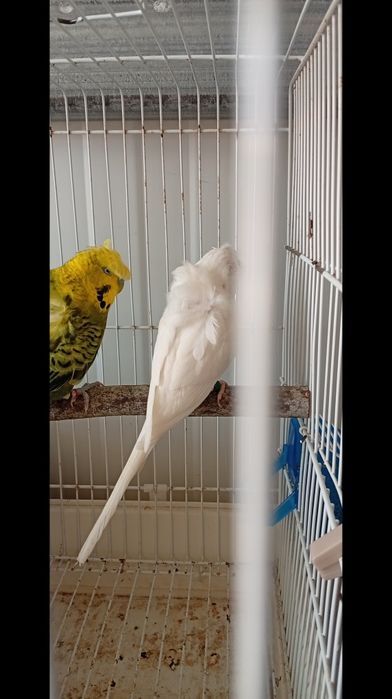 periquitos de várias mutações.BF,BW, Hogoromo, fallow.