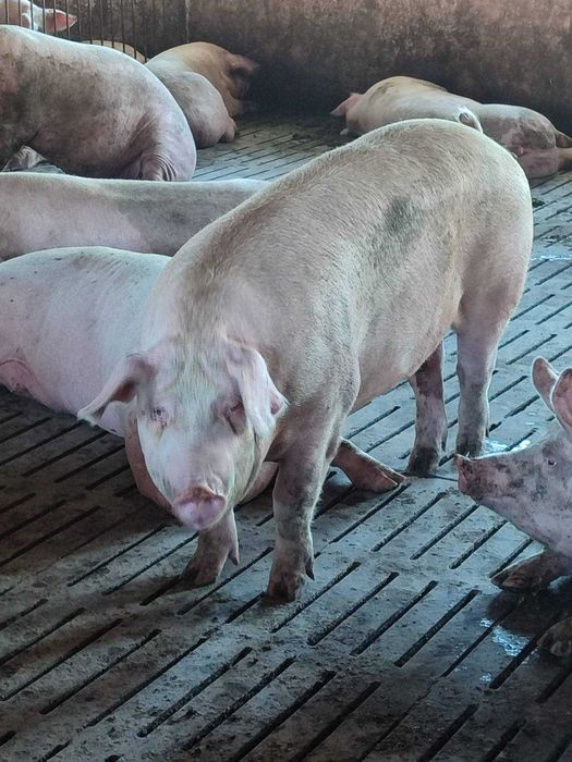 свині живою вагою 110грн\кг