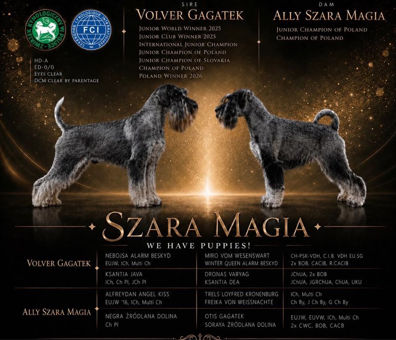 Sznaucer średni pieprz i sól szczenię