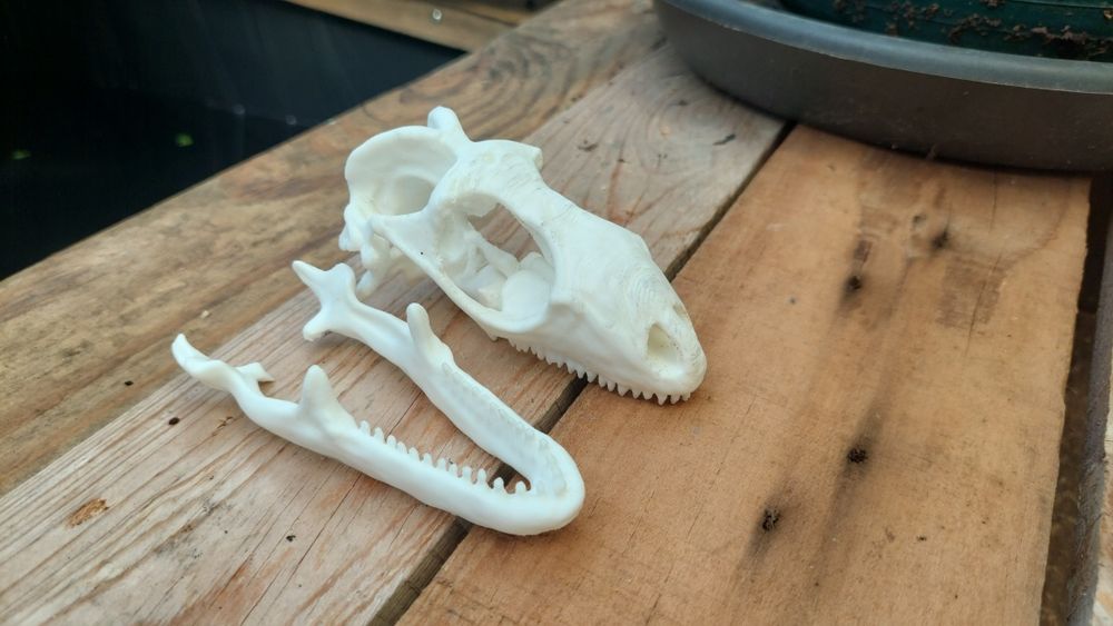 Caveiras decorativas