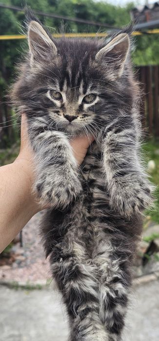 Кот Мейн Кун ждёт девочку