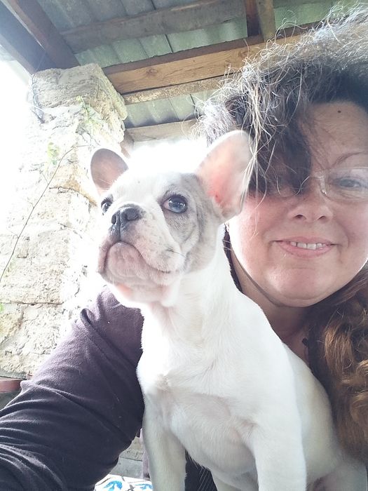 Цуценята французького бульдога