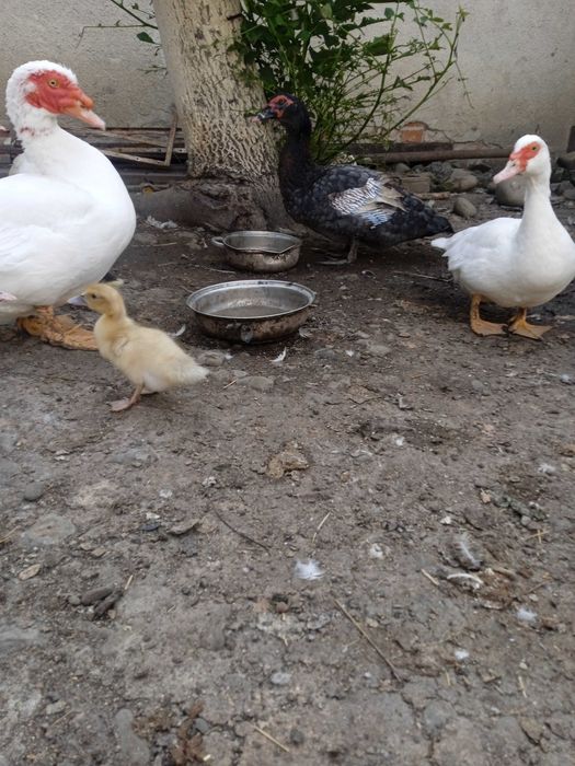 Продам сім'ями або окремо різний молодняк мускусних качок