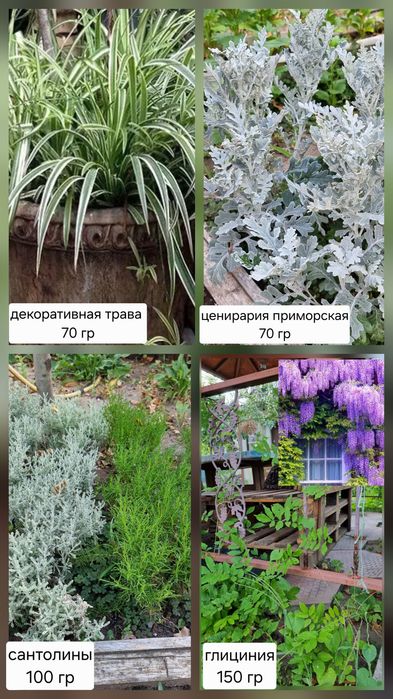 Продам юкку уличную