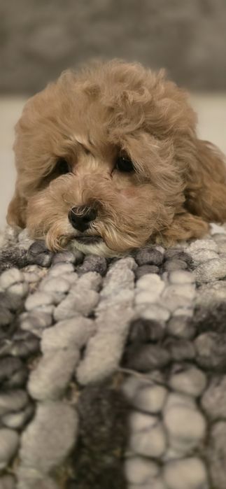 Cavapoo/ dziewczynka